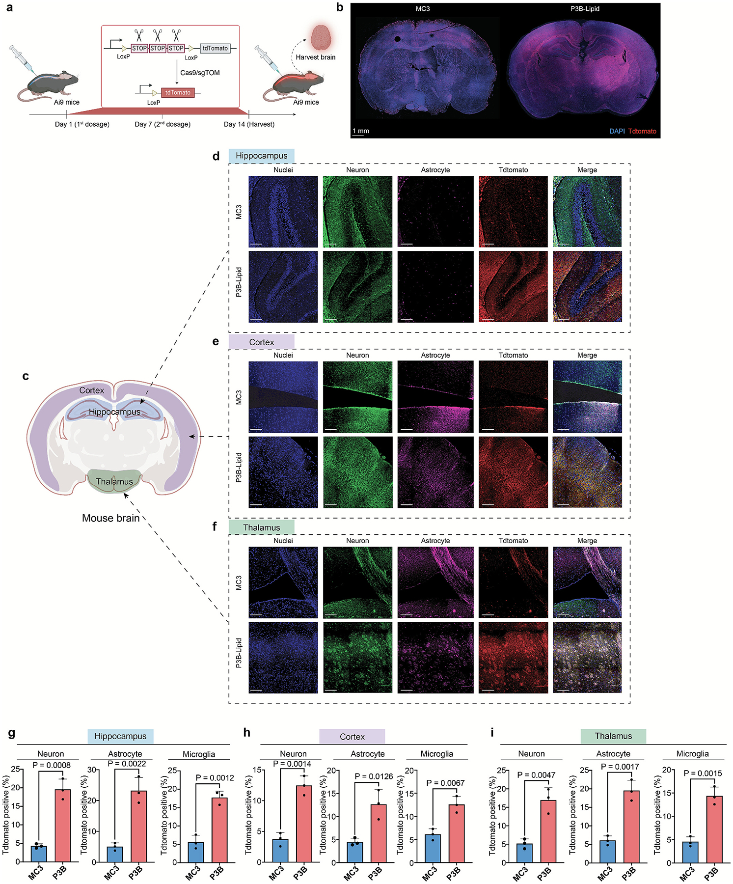 P3B literature Figure 3: Cas9 reporter editing in Ai9 mice; regional fluorescence and cell-type quantification.