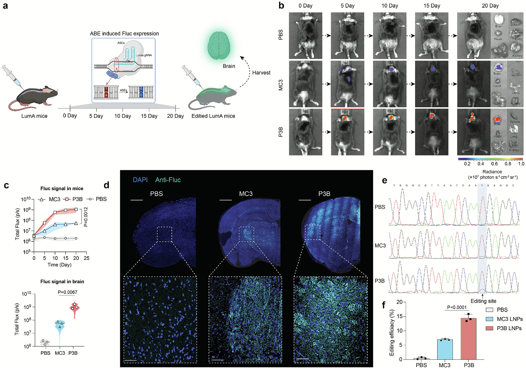 P3B literature Figure 4: Adenine base editing in LumA mice; reporter imaging and target-site sequencing.