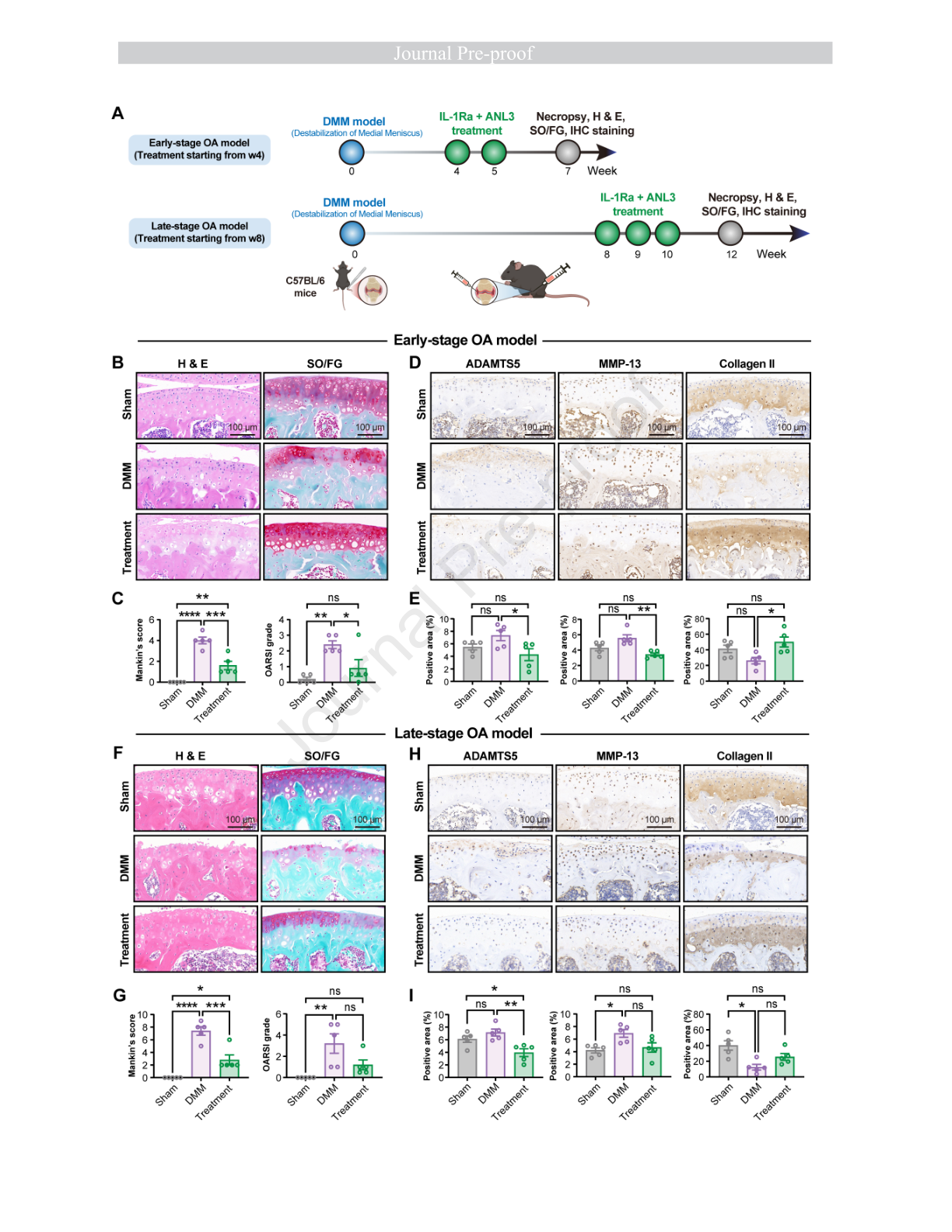 Wang et al. 2026 Figure 6: Cartilage histology and immunohistochemistry in early- and late-stage surgical osteoarthritis.