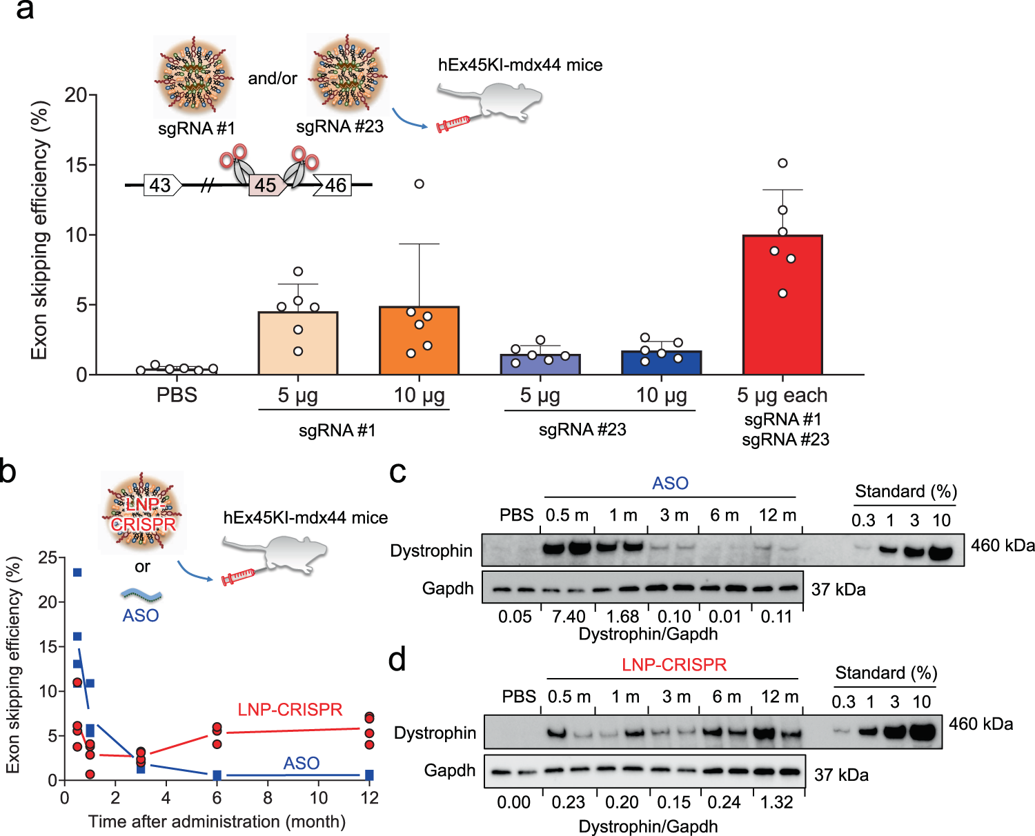 Figure 4: TCL053-based LNP-CRISPR is evaluated in a humanized dystrophin mouse model. The figure separates exon-skipping measurements from dystrophin protein recovery and includes an antisense comparator over 12 months.