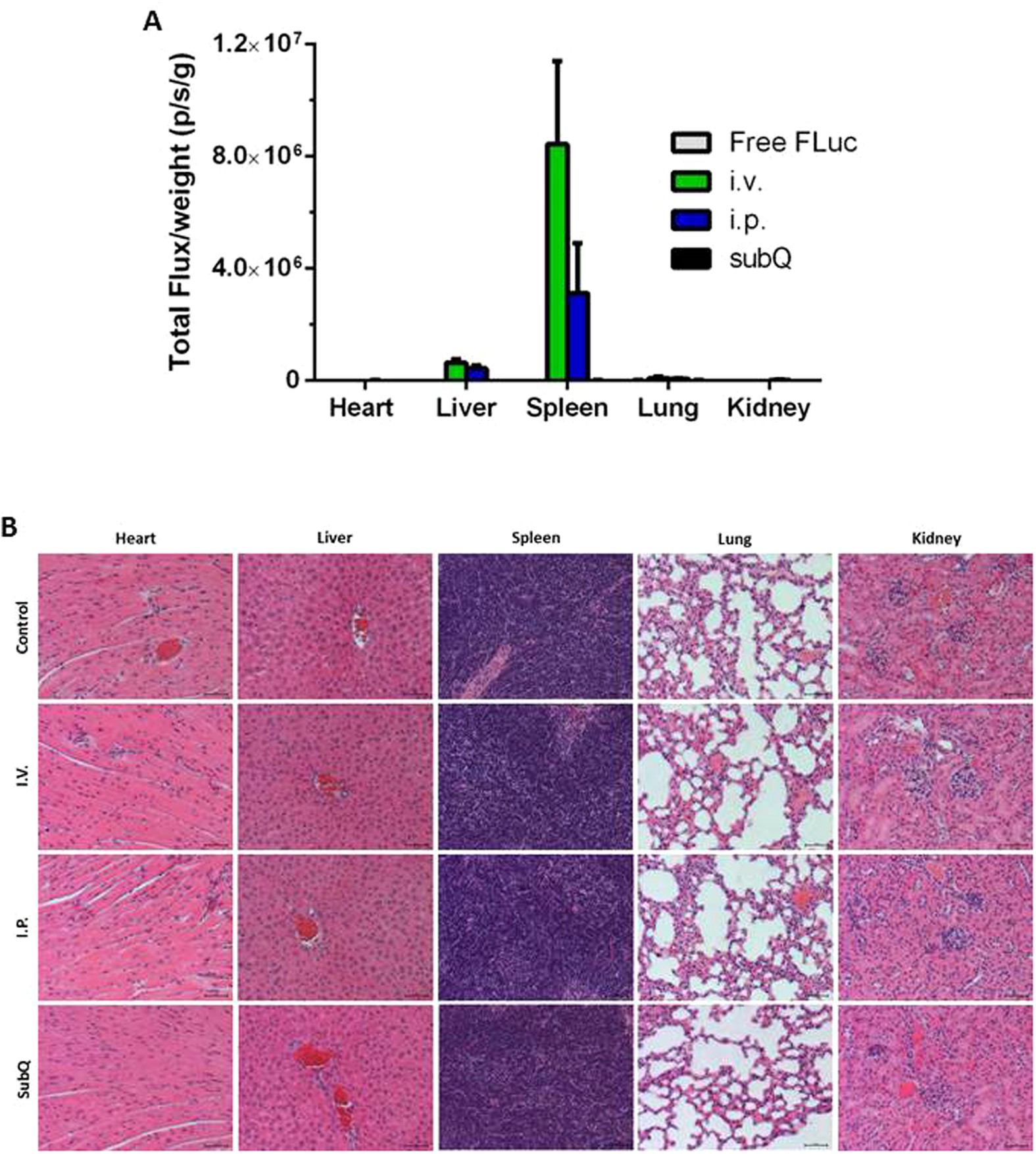 Figure 6: In vivo expression by administration route and organ histology.
