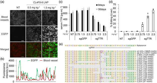 Figure 6: CL4F8-6 LNPs: liver reporter expression and TTR gene-editing outcomes in mice.