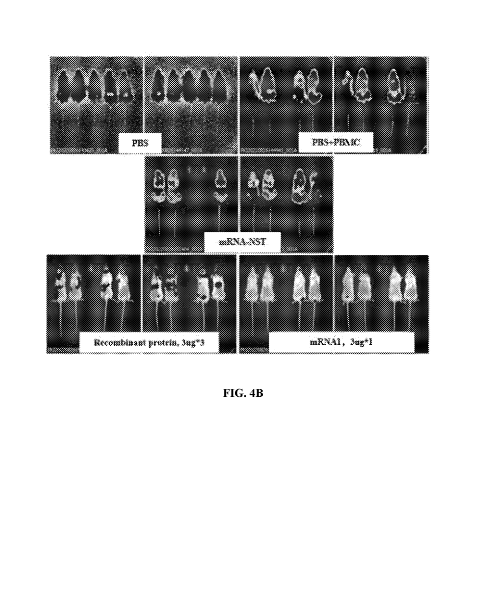 WO2024131874A1 Figure 4B antitumor study